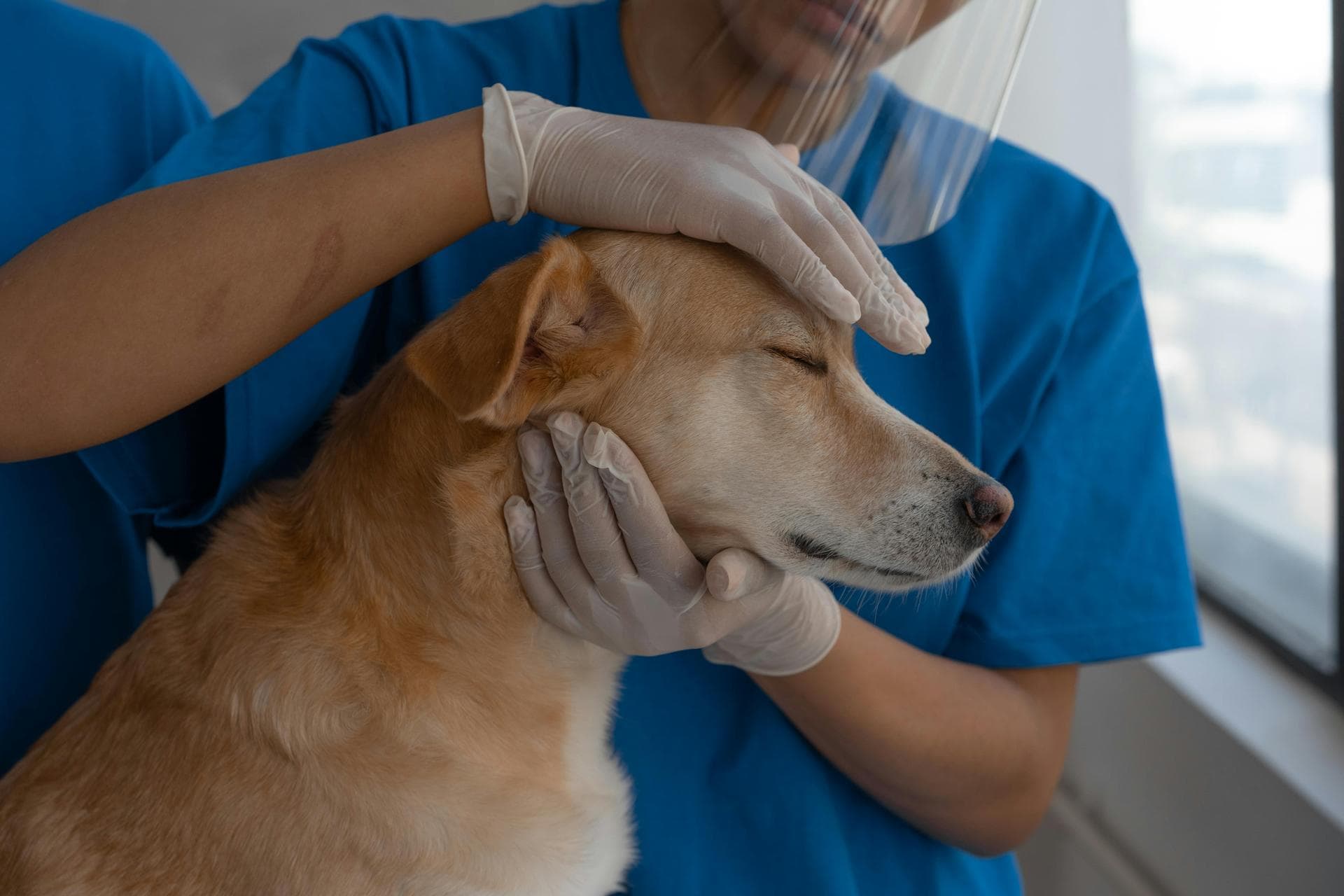 Dog & Cat Vets in Indianapolis