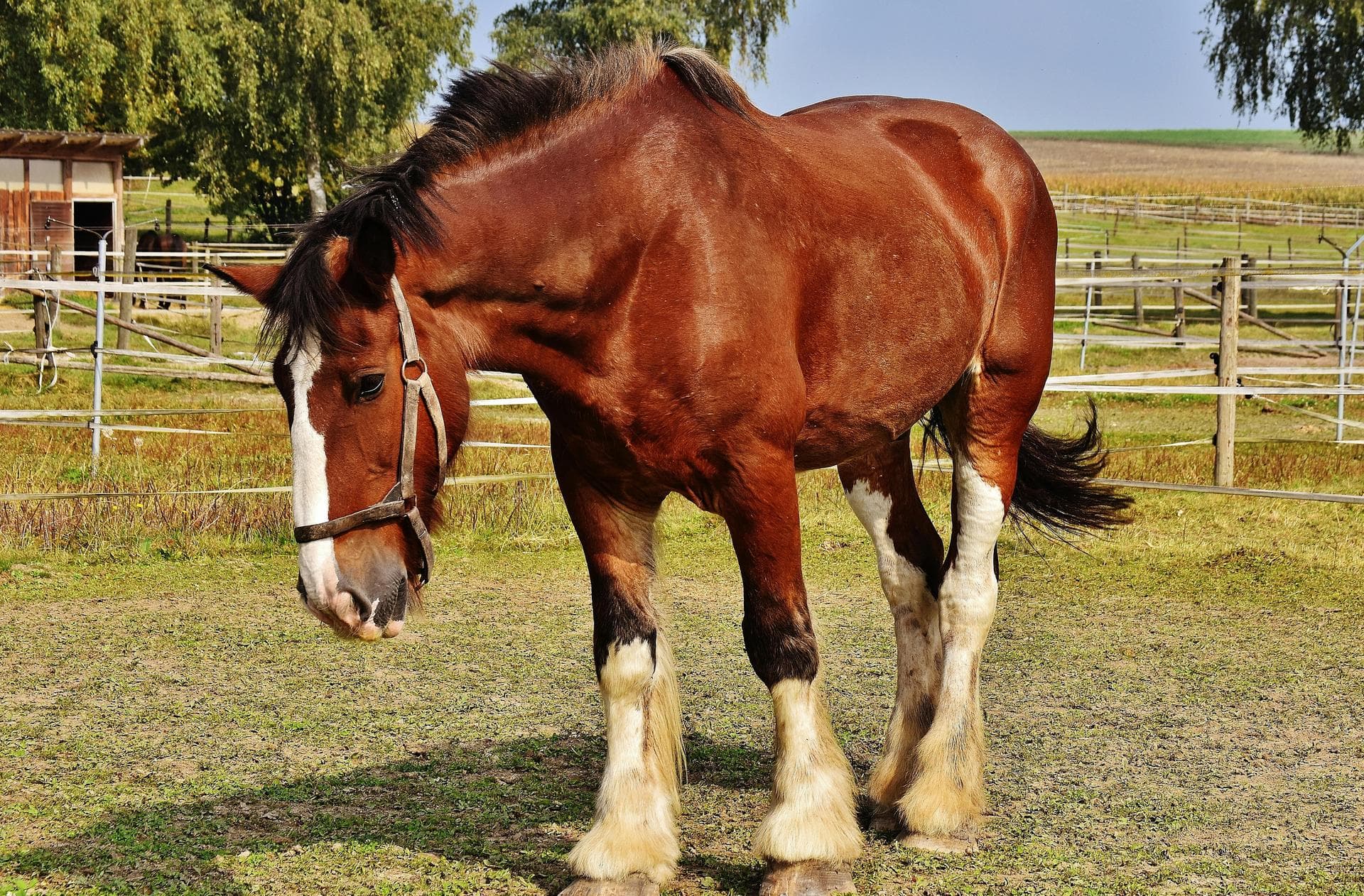 Specialist Vets in Indianapolis